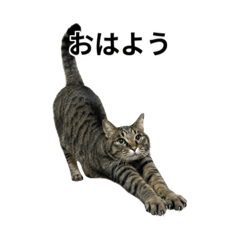 mimi_20260528144829