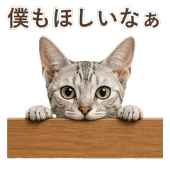 貓咪真心話 C059