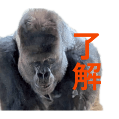 ryo_20260528153857