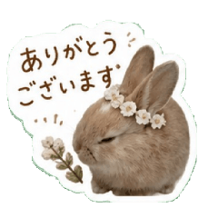 Ebiten_rabbit