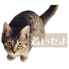 hikaru_20260528173935