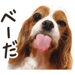 popo_20260529121546
