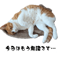 tyataro_20260529155814
