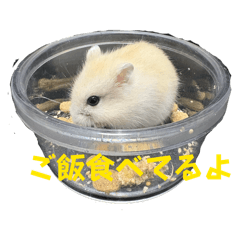 nosuke_20260529010348