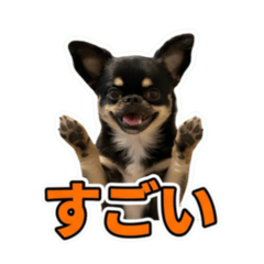 Komuchan!