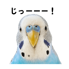 animal stanp_20260529044704