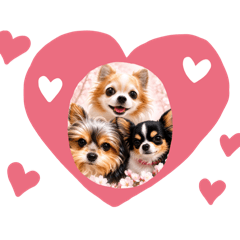 "Long Coat Chihuahua"_20260529170733