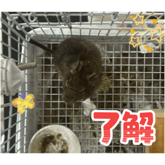 nodokat_20260529190631