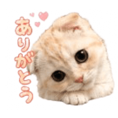 SHION_20260530011104
