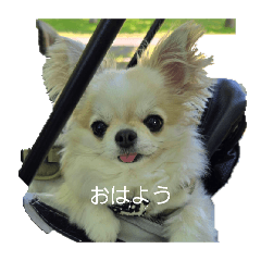 Macky my dog