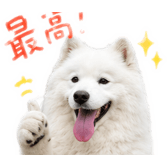 DOG HOLIC  OLD MAN_20260530052008