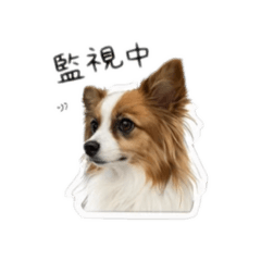 mayu_2026_