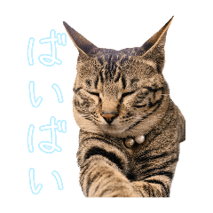 miko_20260530103106