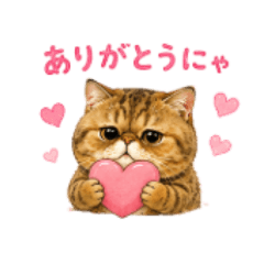 Exotic Shorthair Rira Daily Stickers