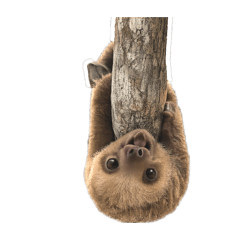 animal_20260530114203