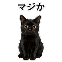 貓咪搞笑真心話 C030