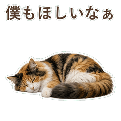 貓咪真心話 C099