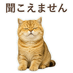 貓咪真心話 C103