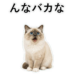 貓咪搞笑真心話 C023