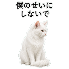 貓咪搞笑真心話 C024