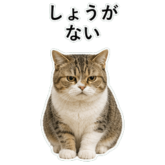貓咪搞笑真心話 C034
