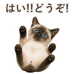 貓咪真心話 C076