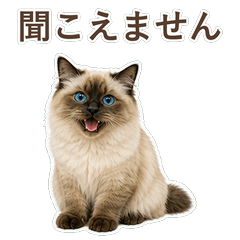 貓咪真心話 C079
