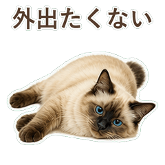 貓咪真心話 C078