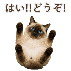 貓咪真心話 C077