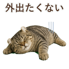 貓咪真心話 C074