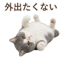 貓咪真心話 C093
