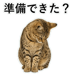 貓咪搞笑真心話 C037