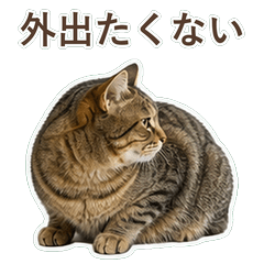 貓咪真心話 C080