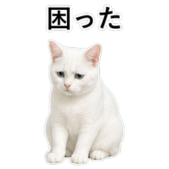 貓咪搞笑真心話 C064