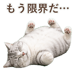 貓咪真心話 C092