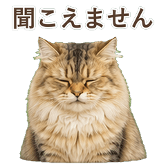 貓咪真心話 C081