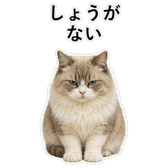 貓咪搞笑真心話 C035