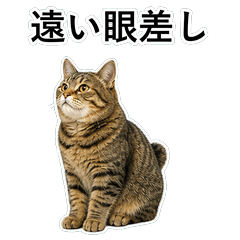 貓咪搞笑真心話 C049