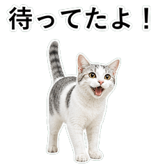 貓咪搞笑真心話 C058