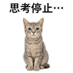 貓咪搞笑真心話 C060