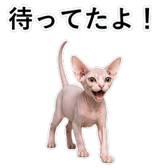貓咪搞笑真心話 C055