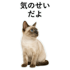 貓咪搞笑真心話 C063