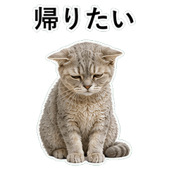 貓咪搞笑真心話 C056