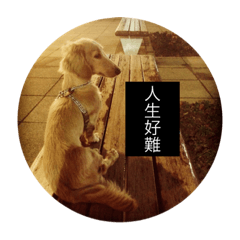 小米粥是世界上最棒的狗狗