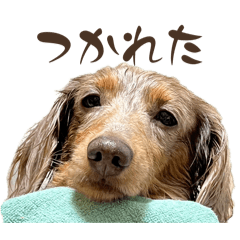 bon_20260530055504