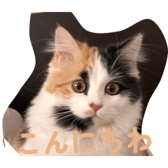 Tuna!!_20260530154702