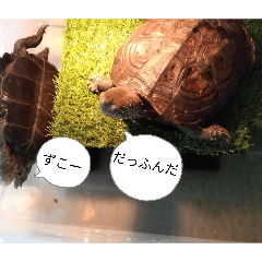 masao and masae 3