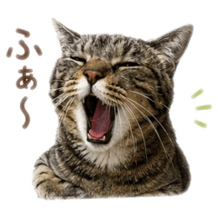 kiyoko_20260530084646