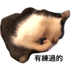 money cat life