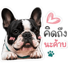 Olaf the frenchie - 01